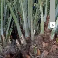 فروش دمیت کبکاب سرخ