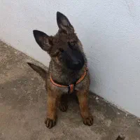 سگ مالینویز