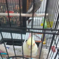 عروس. هلندی|پرنده|مشهد, آزادشهر|دیوار