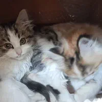 گربه نر و ماده ۲ ماهه