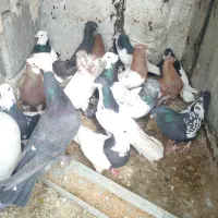 ۱۶تا کفتر معامله با ارزن یا گندم|پرنده|شیراز, گویم|دیوار