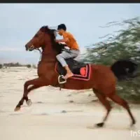 مادیان زاده عقاب حق شناس