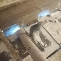 کفتر شهری بهبونی|پرنده|شیراز, شهرک مفتح|دیوار