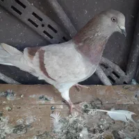 کبوتر تهرانی|پرنده|خاوران, |دیوار