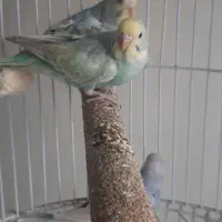 مرغ عشق رینبو تعدادی جوجه|پرنده|ری, دولتآباد|دیوار