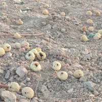 فروش عمده و خرده انجیر درجه یک فقط نقدی|خوردنی و آشامیدنی|شیراز, دارالرحمه|دیوار