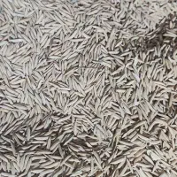 بذرشالی فجر۹۰روزه بدون علف و دَل
