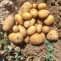 سیب زمینی درجه ۱