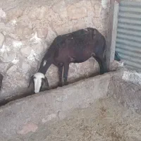 میش افشاری اصل غزل