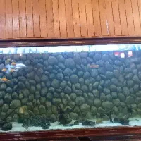 شیشه اکواریوم ۵۰ در ۲۵