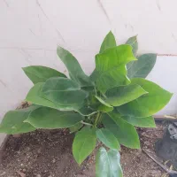 گل و گیاه فیلودندرون گوش گرگی|گل و گیاه طبیعی|اهواز, سیصد دستگاه|دیوار