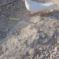 کفتر