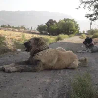 سگ‌نرکانگال اصل جنس وارداتی