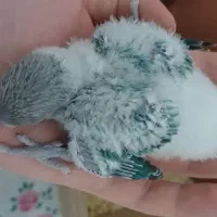 جوجه طوطی برزیلی|پرنده|قدس, شهرقدس|دیوار