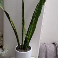 گل سانسوریا طبیعی سرحال بزرگ