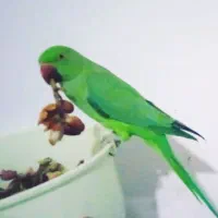 طوطی ملنگو جوان رام