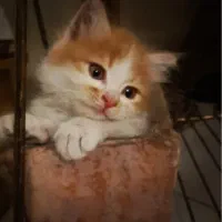 فروش خاک گربه درجه یک باقدرت جذب بالا