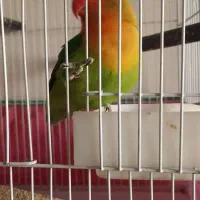 طوطی برزیلی|پرنده|شیراز, امام حسین|دیوار