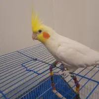 عروس هلندی لوتینید نر