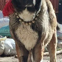 واگذاری‌سگ