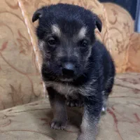 واگذاری ژرمن اصیل|سگ|تبریز, |دیوار