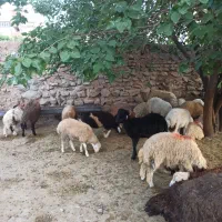 هگمتانه زنده گیاه خور خوراک خوب|حیوانات مزرعه|تهران, افسریه جنوبی|دیوار