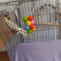 عروس هلندی مولدباسه جوجه