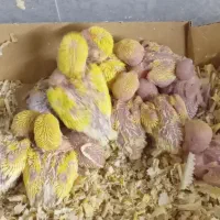 جوجه طوطی برزیلی