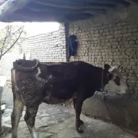 گاو سیمینتال همراه گوساله|حیوانات مزرعه|بروجرد, |دیوار