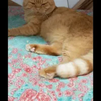 گربه اسکاتیش فولد|گربه|بابل, |دیوار