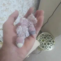 پرنده