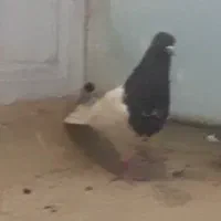 کبوتر.کله.سیاه