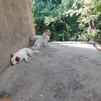 فروش سه سگ اشپیدز، دو نر ی ماده