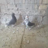 کفتر نر وماده شهری
