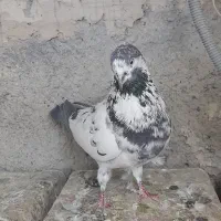 کفتر نر قاره سیاه|پرنده|فردیس, فردیس|دیوار