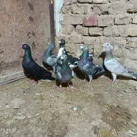 کبوتر|پرنده|نیشابور, بنیاد شهید|دیوار