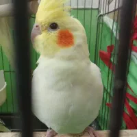 عروس هلندی ماده بالغ