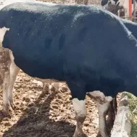 گوساله نر برای کشتار