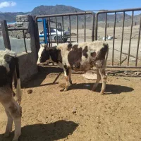 سلام کوساله دونه 100 تومان