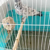 کبوتر کاکلی پاپر