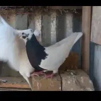 طوقی گمشده