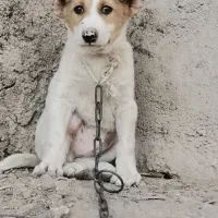 توله سگ سرابی اصل