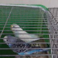 عروس ومرغ عشق|پرنده|اصفهان, جلالیه|دیوار