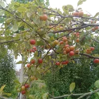 زمین مسکونی وباغی به مساحت۱۱۴۶ متر مربع|فروش زمین و ملک کلنگی|صومعه‌سرا, |دیوار