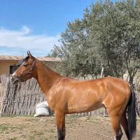 اسب نریون ترکمن