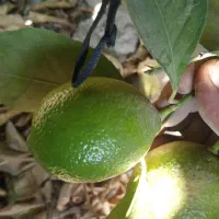 خریدوفروش انواع لیمو ها و پرتقال وپر ۱۴۵هزارتومان|خدمات باغبانی و درختکاری|دزفول, |دیوار