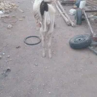 نربز گلابی