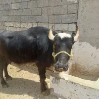 گاومیش شیری