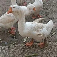 قوغاز لیندا و اوکراینی