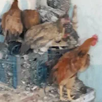 مرغ و خروس گلین|حیوانات مزرعه|شیراز, دینکان|دیوار